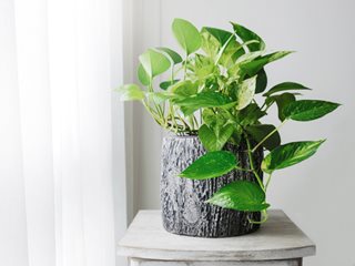 Golden Pothos plant