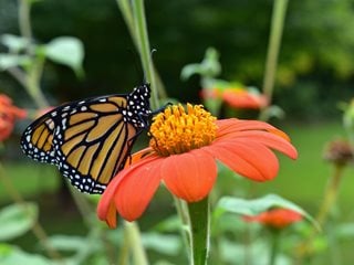 4 Monarch Butterfly With Clip by Bloom Room