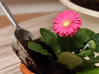 Planting Gerbera Daisy, Pink Flower
Shutterstock.com
New York, NY