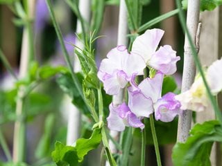Sir Jimmy Shand Sweet Pea Flowers, Purple And White Sweet Pea Flower
Shutterstock.com
New York, NY