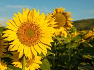 Growing Sunflowers: The Complete Guide to Sunflower Care ...