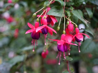 Fuchsia Flowers
Shutterstock.com
New York, NY