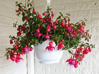 Fuchsia Hanging Basket, Red And Purple Fuchsia
Shutterstock.com
New York, NY