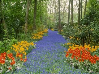Muscari River At Keukenhof, Muscari Flowers
Garden Design
Calimesa, CA