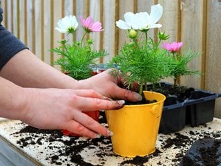 Planting cosmos flowers