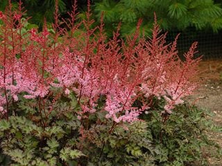 Delft Lace Astilbe, Astilbe Hybrid
Proven Winners
Sycamore, IL