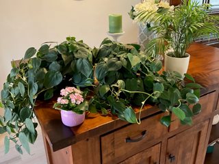 Houseplants On Desk
Garden Design
Calimesa, CA