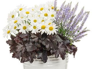 Unbreakable Heart Combination, Shasta Daisy, Heuchera, Salvia  Proven Winners  Sycamore, IL