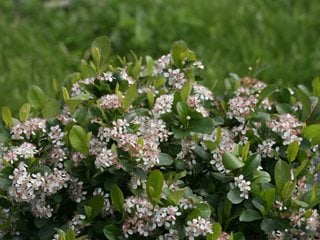 Low Scape Mound Aronia, Black Chokeberry, Aronia Melanocarpa
Proven Winners
Sycamore, IL