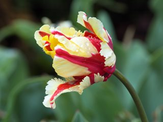 Flaming Parrot Tulip, Pink And White Tulip
"Dream Team's" Portland Garden
Shutterstock.com
New York, NY