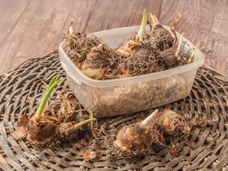 Pineapple Lily Bulbs
"Dream Team's" Portland Garden
Shutterstock.com
New York, NY