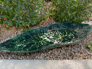 Colocasia Bird Bath, Green Bird Bath
Proven Winners
Sycamore, IL