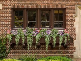 Window Box With Dichondra
Proven Winners
Sycamore, IL