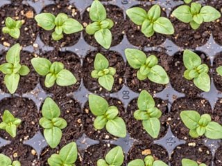 Snapdragon Seedlings
Shutterstock.com
New York, NY