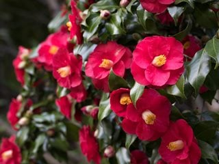 Camellia Flower, Red Camellia
Shutterstock.com
New York, NY