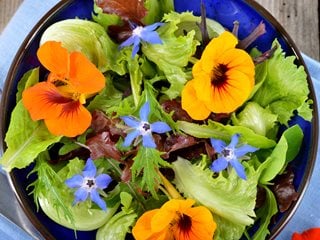 Edible flowers on salad