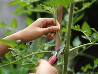 pruning tomato suckers