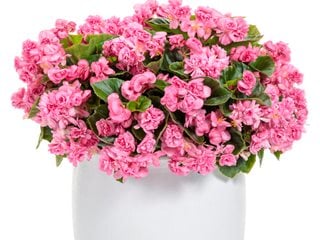Double Up Pink Begonia, Pink Begonia In Container
Proven Winners
Sycamore, IL