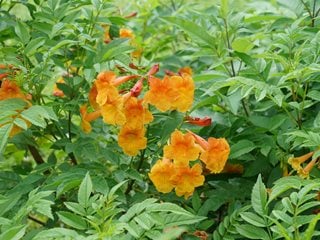 Chicklet Orange Tecoma, Tecoma Stans
"Dream Team's" Portland Garden
Proven Winners
Sycamore, IL