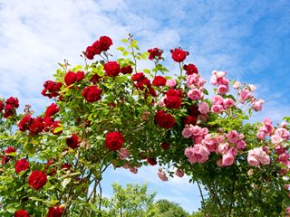Climbing Rose Arch, Pink And Red Climbing Roses
"Dream Team's" Portland Garden
Shutterstock.com
New York, NY