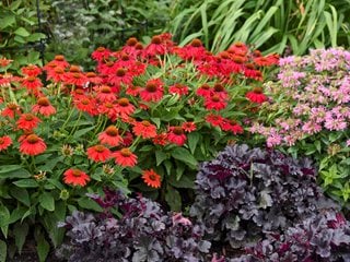 Summersong Firefinch coneflower in garden