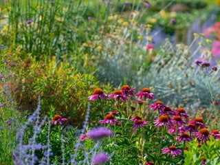 7 Things To Consider Before Planting a Wildflower Meadow