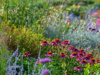 meadows of flowers