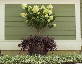 Container Planting With Loropetalum, Jazz Hands Variegated, Limelight Hydrangea 
Proven Winners
Sycamore, IL