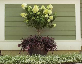 Loropetalum How To Grow Chinese Fringe Flower Garden Design