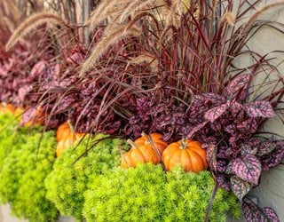 Fall Window Box Display, Sedum, Polka Dot Plant
Proven Winners
Sycamore, IL