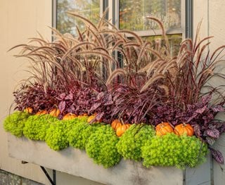 Fall Window Box, Fall Container Plants
Proven Winners
Sycamore, IL