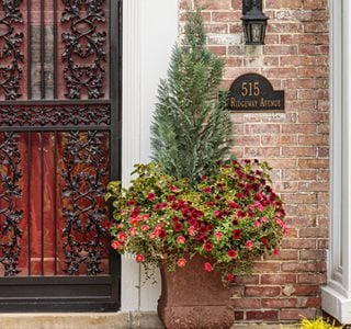 Chamaecyparis Summer Container
Proven Winners
Sycamore, IL