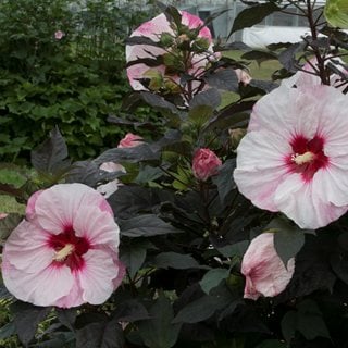 Summerific® 'Perfect Storm' hibiscus