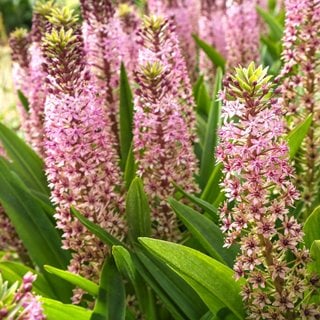 Pink Gin Eucomis, Pineapple Lily
"Dream Team's" Portland Garden
Shutterstock.com
New York, NY