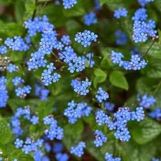 Brunnera Flowers, Blue Brunnera Flowers
Proven Winners
Sycamore, IL