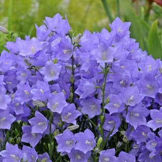 Campanula Takion Blue, Bellflower
Proven Winners
Sycamore, IL