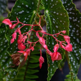 Angel wing begonia