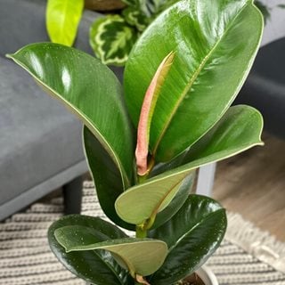 Chroma Chloe Rubber Plant, Ficus Elastica
Proven Winners
Sycamore, IL