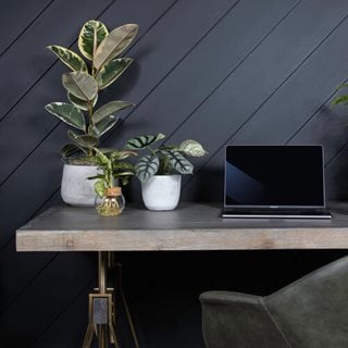 Desk With Houseplants, Rubber Plant
Proven Winners
Sycamore, IL