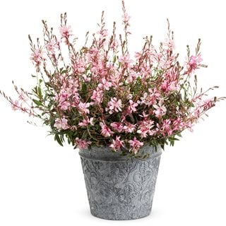 Gaura Pink Picotee
Proven Winners
Sycamore, IL