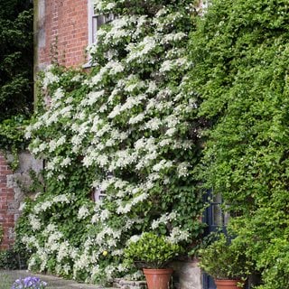 Hydrangea Anomala, Petiolaris, Climbing Hydrangea
Alamy Stock Photo
Brooklyn, NY
