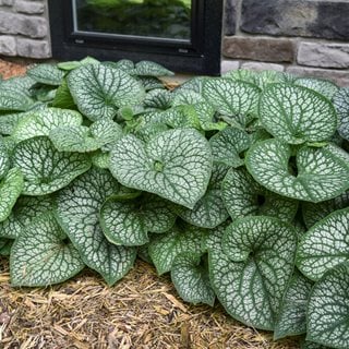 Jack Of Diamonds Brunnera, Brunnera Macrophylla
Proven Winners
Sycamore, IL