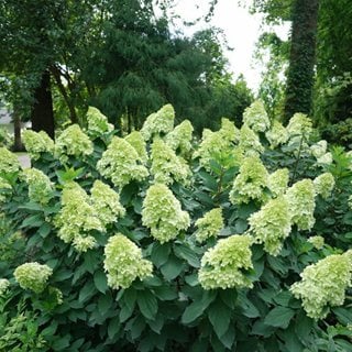 Limelight Prime panicle hydrangea