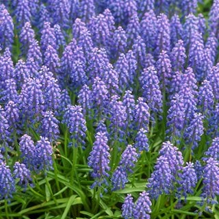 Muscari Armeniacum, Muscari Flower
Garden Design
Calimesa, CA