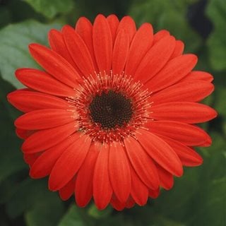 Revolution Red Gerbera Daisy, Red With Dark Eye Flower
Proven Winners
Sycamore, IL