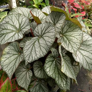 Rhizomatous begonia