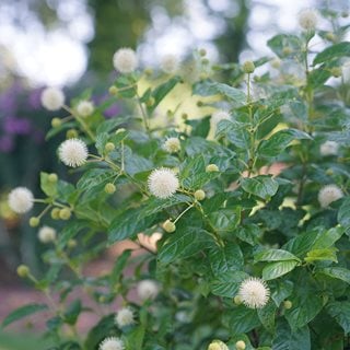 Sugar Shack Buttonbush, Pollinator Shrub
Proven Winners
Sycamore, IL