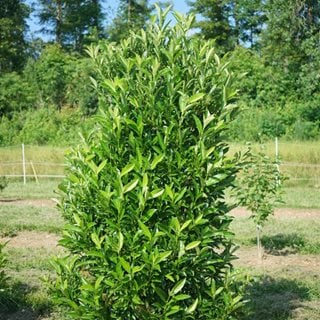 Yardline Viburnum
Proven Winners
Sycamore, IL