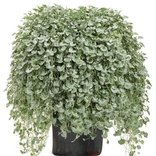 Dichondra Silver Falls, Dichondra Argentea
Proven Winners
Sycamore, IL