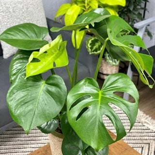 Monstera deliciosa plant